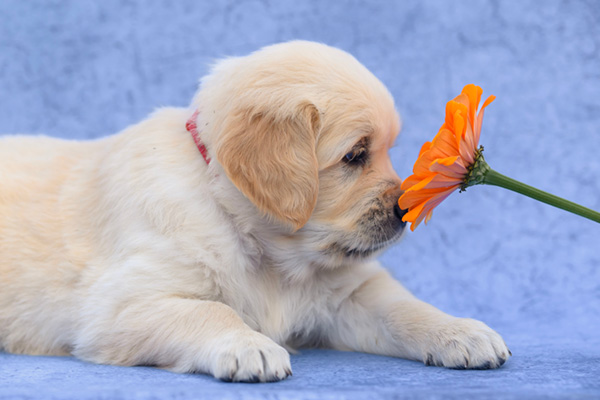 Dog Gerbera Safe  farm-fresh from Olivieri's Flowers.