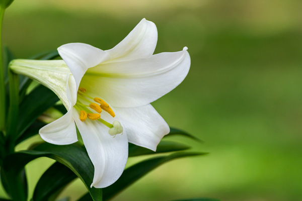 Farm-fresh Easter Lily Stem  from Olivieri's Flowers.