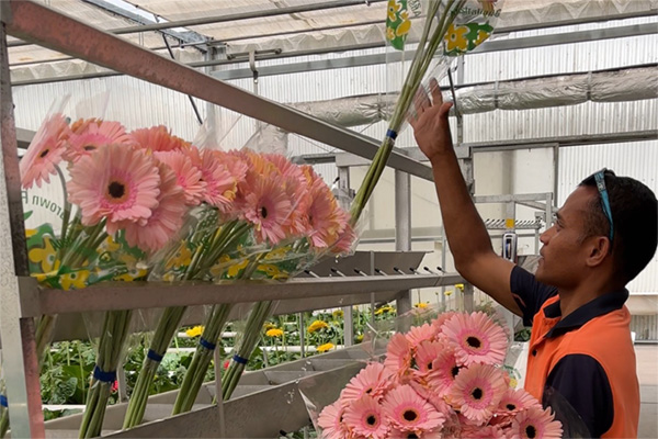 Gerbera bunches  farm-fresh from Olivieri's Flowers.