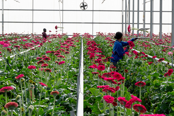 Locally grown Gerberas  farm-fresh from Olivieri's Flowers.