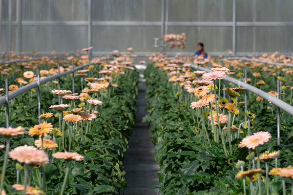 Soft pink Gerberas  farm-fresh from Olivieri's Flowers.