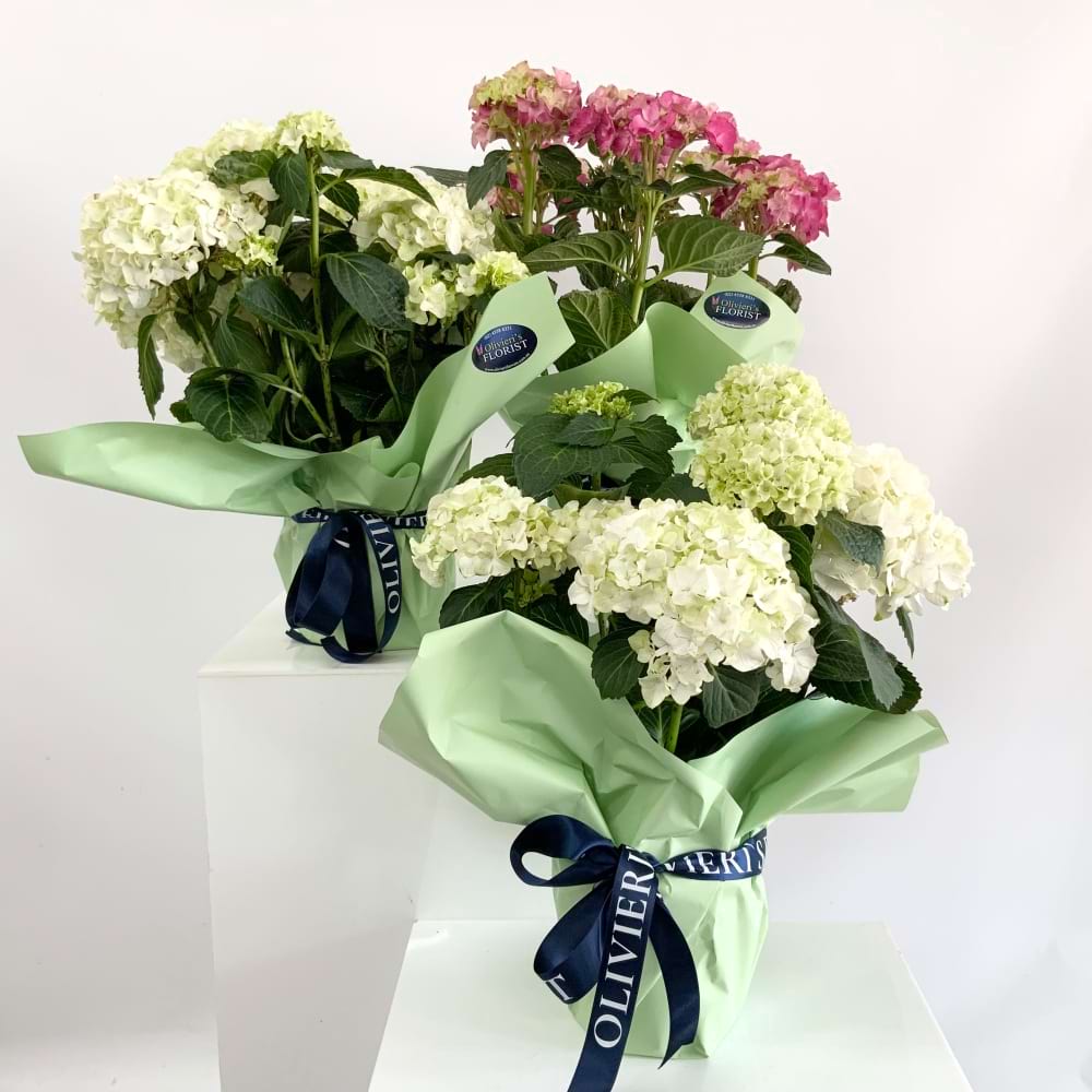 Potted Hydrangea