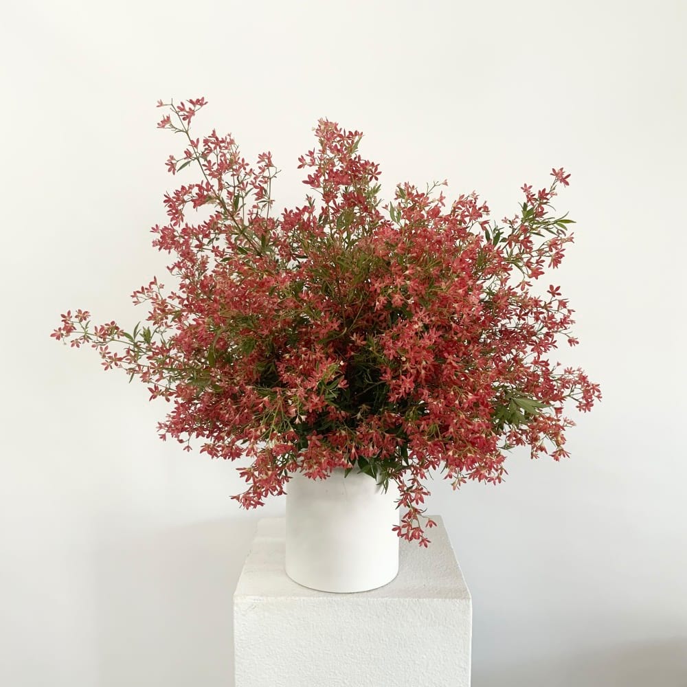 A white ceramic vase filled with stunning red flowering Australian Christmas bush