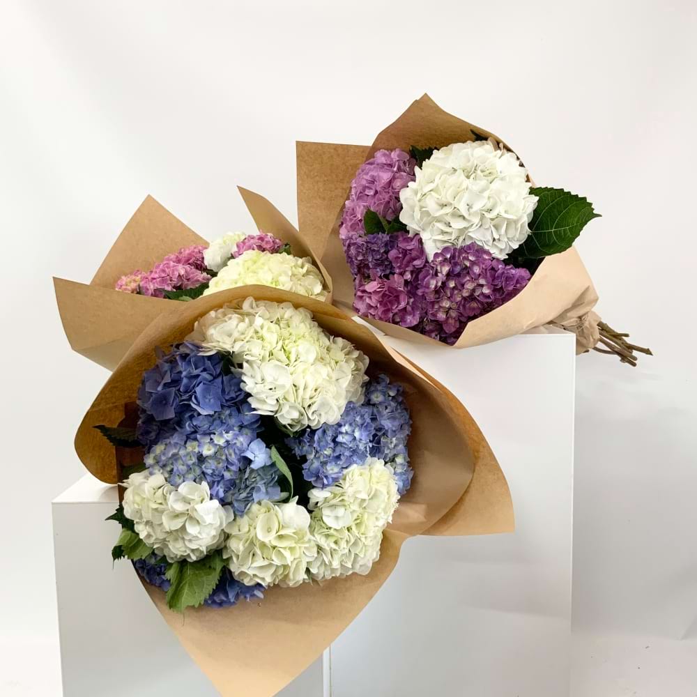 Summer Special Hydrangea