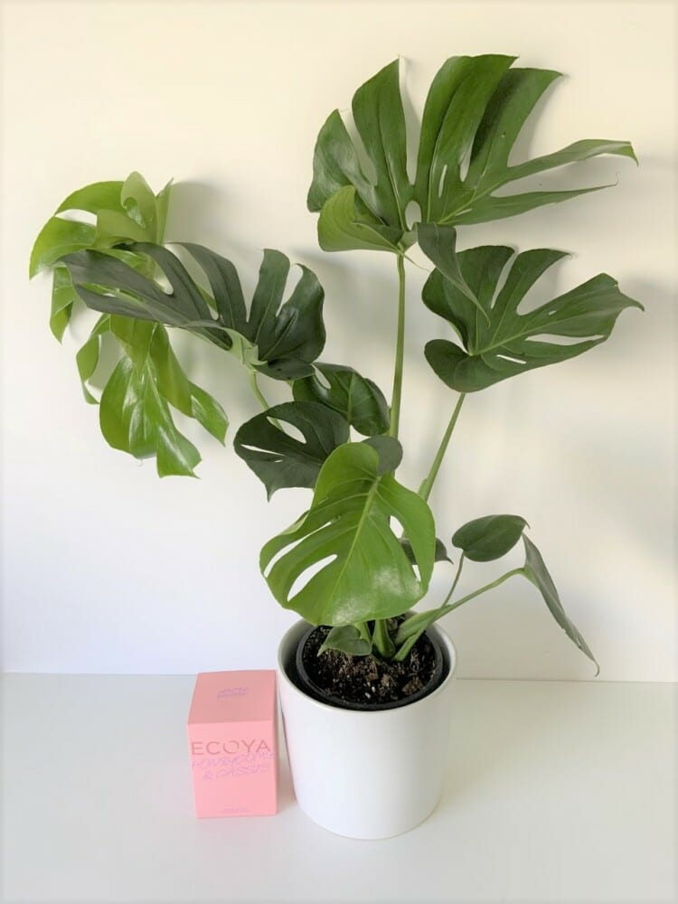 Monstera