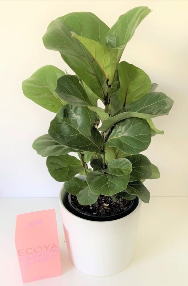 Ficus