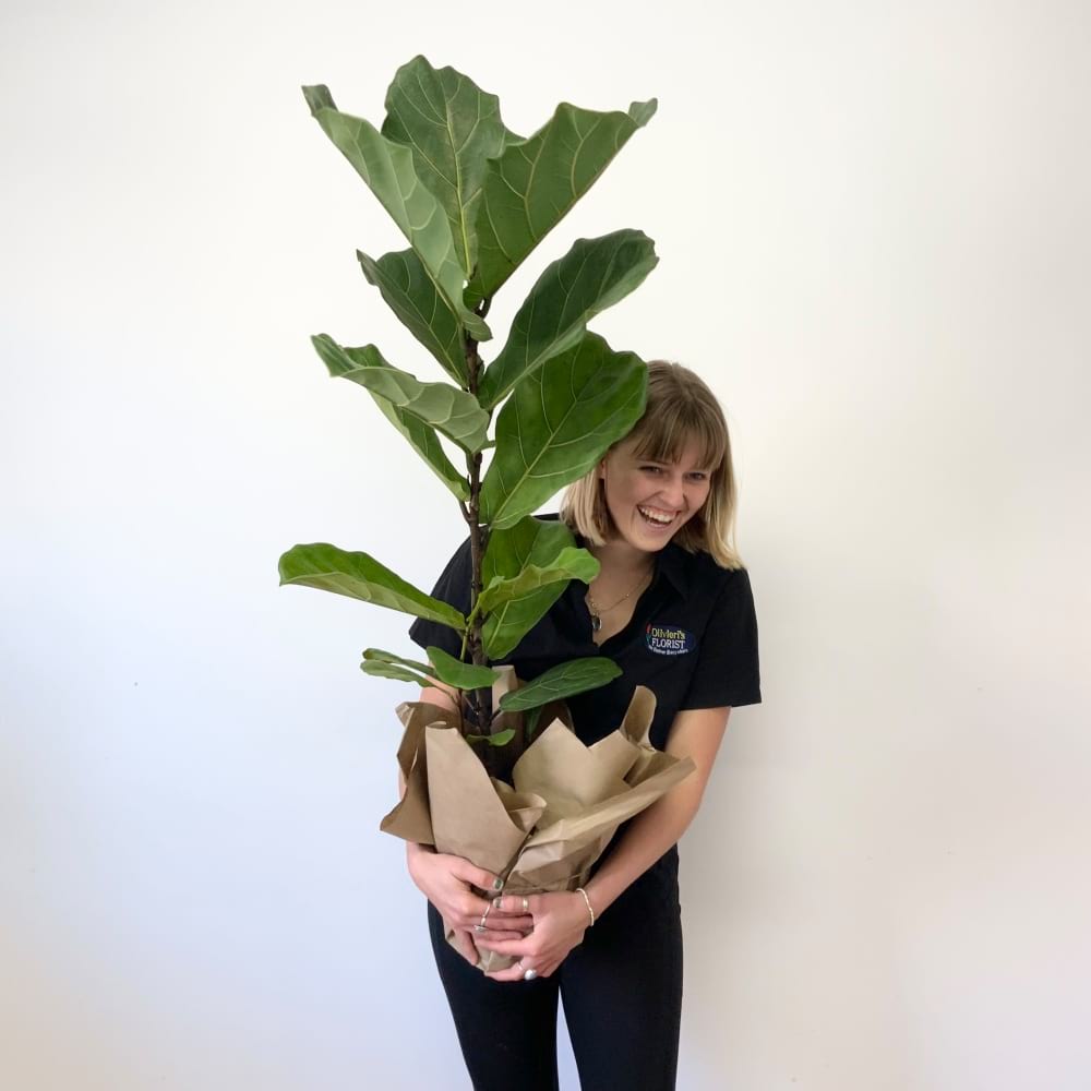 Fiddle Leaf Ficus Special