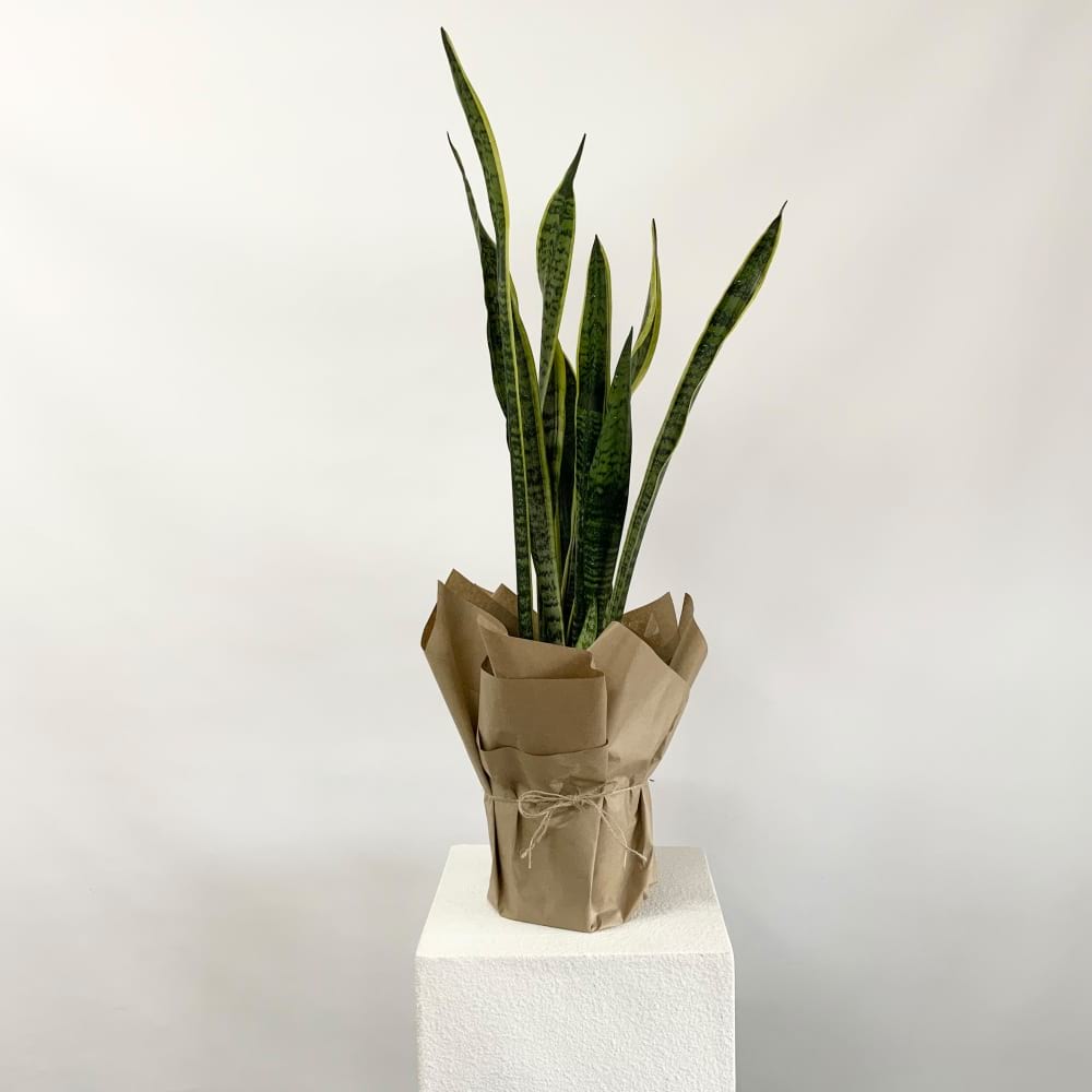 Snake Plant